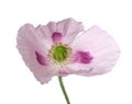 Poppy flower isolated on white background. Single pink opium poppy. Papaver somniferum. Clipping path. Royalty Free Stock Photo