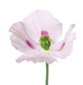 Poppy flower isolated on white background. Single pink opium poppy. Papaver somniferum. Clipping path. Royalty Free Stock Photo