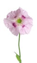 Poppy flower isolated on white background. Single pink opium poppy. Papaver somniferum. Clipping path. Royalty Free Stock Photo