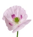 Poppy flower isolated on white background. Single pink opium poppy. Papaver somniferum. Clipping path. Royalty Free Stock Photo