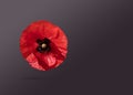 Poppy flower levitating on a black background. Creative concept greeting card for Memorial Day, Anzac Day, Remembrance