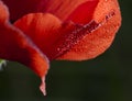 Poppy flower with little raindrops Royalty Free Stock Photo