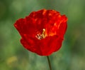 Poppy flower macro close up Royalty Free Stock Photo