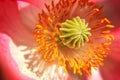 Poppy flower macro Royalty Free Stock Photo