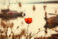 Poppy flower in a meadow near the seashore with fishing boats drifting Royalty Free Stock Photo