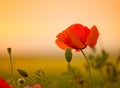 Poppy flower on the meadow