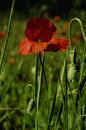 Poppy flower in the morning