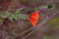 A poppy flower is not yet illuminated by the sun Royalty Free Stock Photo