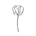 Poppy Flower Is One Line Art. Vector abstract Plant in a Trendy Minimalist Style. Royalty Free Stock Photo