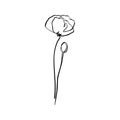 Poppy Flower Is One Line Art. Vector abstract Plant in a Trendy Minimalist Style. Royalty Free Stock Photo
