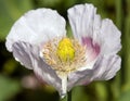 Poppy flower, opium poppy in latin papaver somniferum