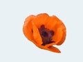 Poppy flower with orange and delicate petals on white background.