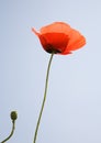 Poppy flower over blue sky Royalty Free Stock Photo