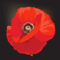 Poppy flower - Papaver rheas.