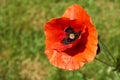 Poppy flower or papaver rhoeas poppy with the light