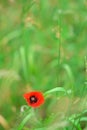 Poppy flower or papaver rhoeas symbol of Remembrance Day with copy space