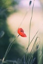 Poppy flower (Papaveraceae) close-up