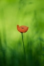 Poppy flower (Papaveraceae)