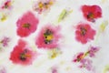 Poppy flower pattern, Hand painted watercolor, paper grain texture. Art design, banner. For background, wrapper pattern