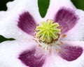 Poppy flower with raindrops Royalty Free Stock Photo