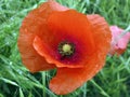 Poppy flower with raindrops Royalty Free Stock Photo