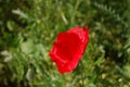 Poppy flower