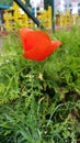 Poppy flower