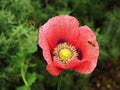 Red poppy flower closeup with approaching hoverflies Royalty Free Stock Photo