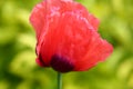 Poppy flower Royalty Free Stock Photo