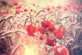 Poppy flower, red poppy flowers in wheat field - beautiful nature Royalty Free Stock Photo