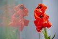Poppy flower reflection