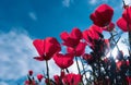 Poppy flower for Remembrance Day, Memorial Day, Anzac Day. Field of red poppy flowers to honour fallen veterans soldiers Royalty Free Stock Photo