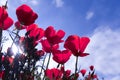 Poppy flower for Remembrance Day, Memorial Day, Anzac Day. Field of red poppy flowers to honour fallen veterans soldiers Royalty Free Stock Photo