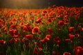 Poppy flower Remembrance Day Royalty Free Stock Photo