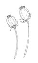 Poppy flower Seed Head sketch engraving vector illustration Royalty Free Stock Photo