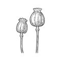 Poppy flower seed head sketch vector illustration Royalty Free Stock Photo