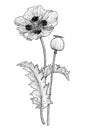 Poppy flower and seed illustration, drawing, engraving, ink, line art, vector Royalty Free Stock Photo