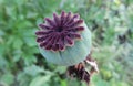 Poppy flower seeds box, closeup Royalty Free Stock Photo