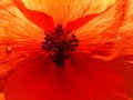 Poppy flower with poppy seeds in center Royalty Free Stock Photo