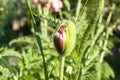 Poppy flower seeds closeup Royalty Free Stock Photo