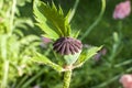 Poppy flower seeds closeup Royalty Free Stock Photo