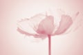 Ethereal poppy flower silhouette in pastel colors