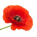 Poppy flower Royalty Free Stock Photo