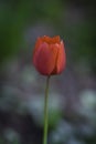 Poppy Flower