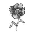Poppy flower sketch vector illustration Royalty Free Stock Photo