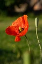 Poppy flower in subfamily Papaveroideae