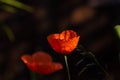 Poppy flower in subfamily Papaveroideae