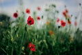 Poppy flower in summer dawn