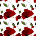 Poppy flower summer seamless pattern Royalty Free Stock Photo