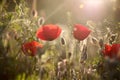 Poppy flower, summer time, red flower, sunset Royalty Free Stock Photo